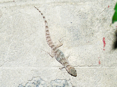 Altiphylax stoliczkai