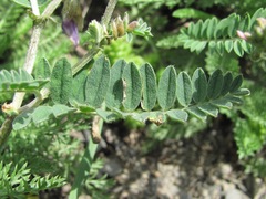 Astragalus onobrychis