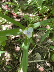 Tradescantia × andersoniana