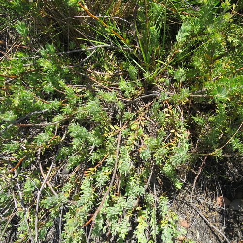 Image of Leucospermum royenifolium by no rights reserved