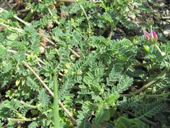 Astragalus onobrychis