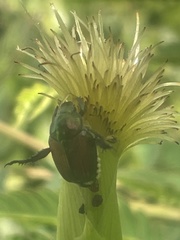 Popillia japonica