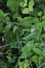 Convolvulus arvensis