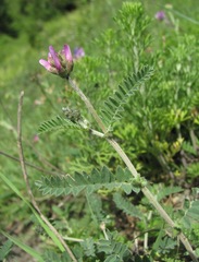 Astragalus onobrychis