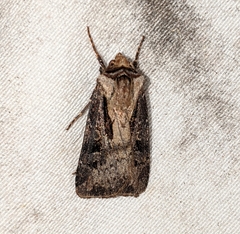 Agrotis vancouverensis