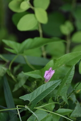 Convolvulus arvensis
