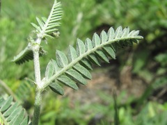 Astragalus onobrychis
