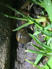 Oxychilus draparnaudi