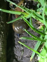 Oxychilus draparnaudi