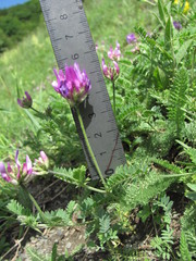 Astragalus onobrychis