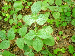 Rubus saxatilis