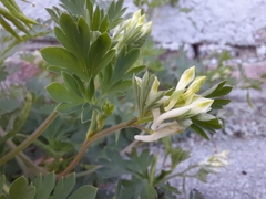 Corydalis capnoides