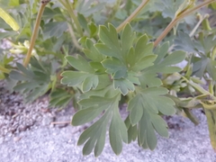 Corydalis capnoides