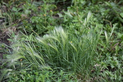Hordeum jubatum