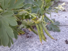 Corydalis capnoides
