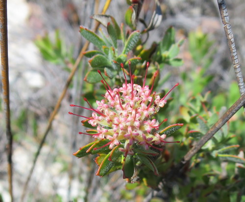 Leucospermum royenifolium (Knight) Stapf