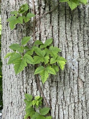 Toxicodendron radicans negundo