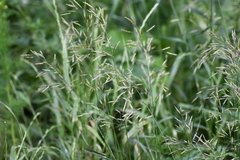 Bromus inermis