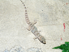 Altiphylax stoliczkai