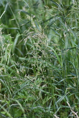 Bromus inermis