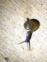 Oxychilus draparnaudi