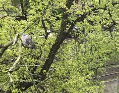 Columba palumbus
