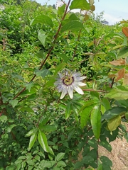 Passiflora caerulea