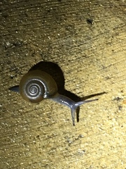 Oxychilus draparnaudi