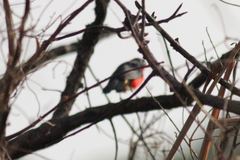 Laniarius erythrogaster