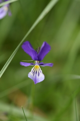 Viola lutea lutea