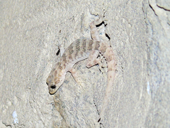 Altiphylax stoliczkai