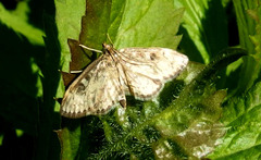 Anania coronata