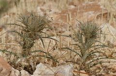 Xanthium spinosum