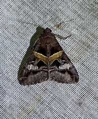 Melipotis perpendicularis