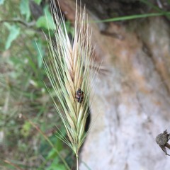 Deraeocoris schach