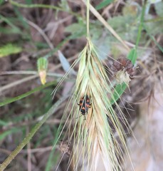 Deraeocoris schach