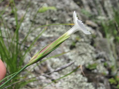 Dianthus daghestanicus