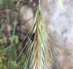 Deraeocoris schach