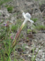 Dianthus daghestanicus