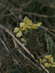 Raphanus raphanistrum