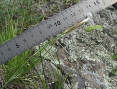 Dianthus daghestanicus