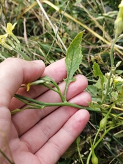 Raphanus raphanistrum