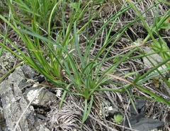Dianthus daghestanicus