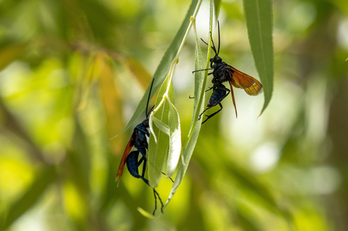 iNaturalist observation photo of Thisbe's Tarantula-hawk Wasp