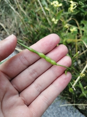 Raphanus raphanistrum