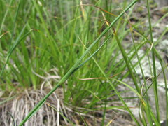 Dianthus daghestanicus