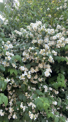 Philadelphus coronarius