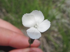Dianthus daghestanicus