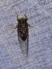 Chrysolasia guatemalena