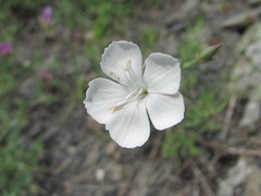 Dianthus daghestanicus